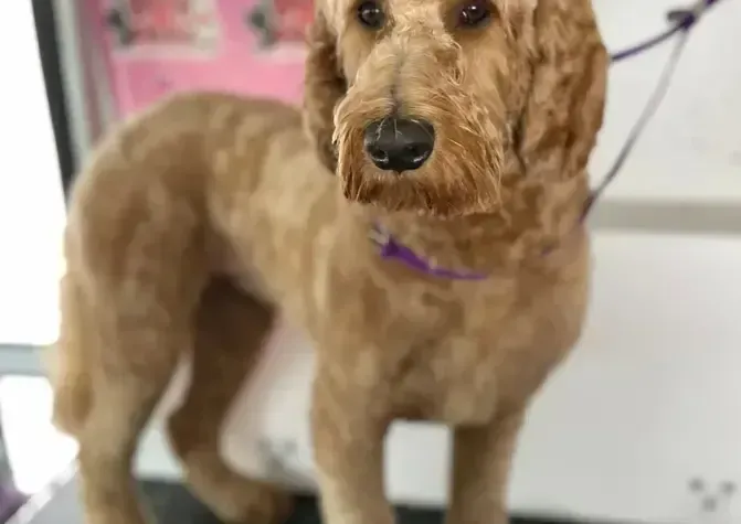 A brown dog with a purple collar is standing on a table.