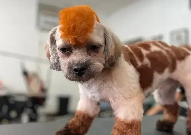 A brown and white dog with an orange mohawk is standing on a table.