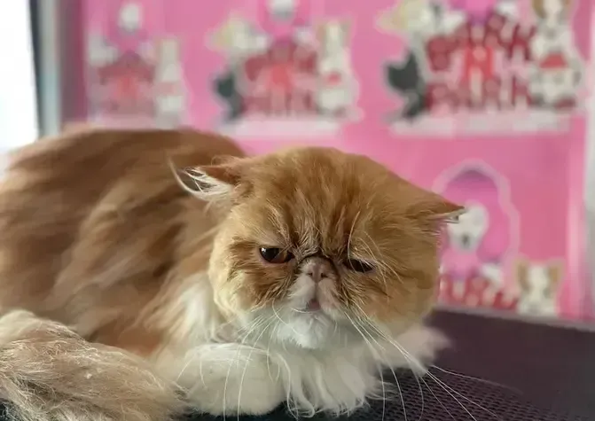 A fluffy cat is laying on a table in front of a pink sign.
