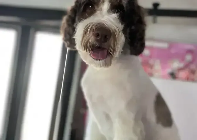 A brown and white dog is sitting on a pole in a room.