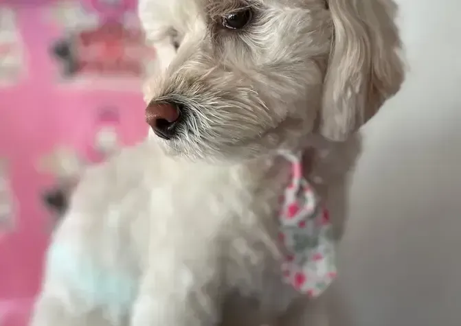 A small white dog wearing a floral scarf around its neck is sitting on a pink blanket.