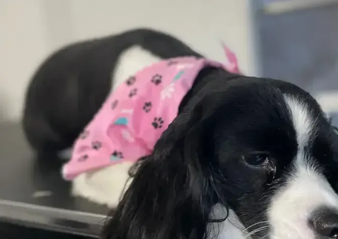 A black and white dog wearing a pink bandana is laying on a table.