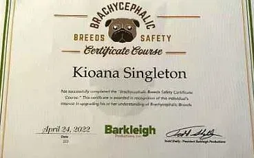 A certificate for a dog safety course with a pug on it.