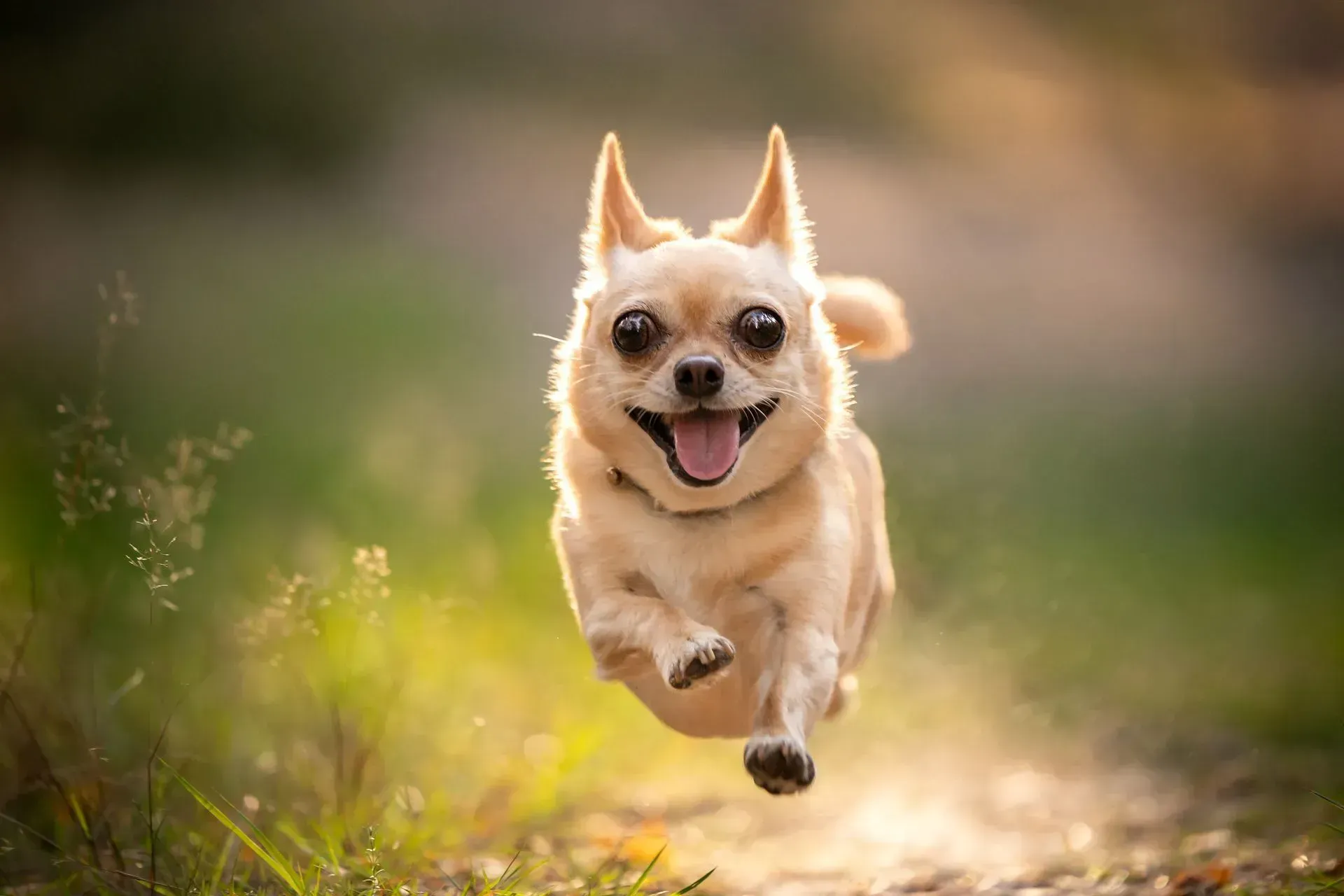 A small chihuahua dog is running on a dirt road.