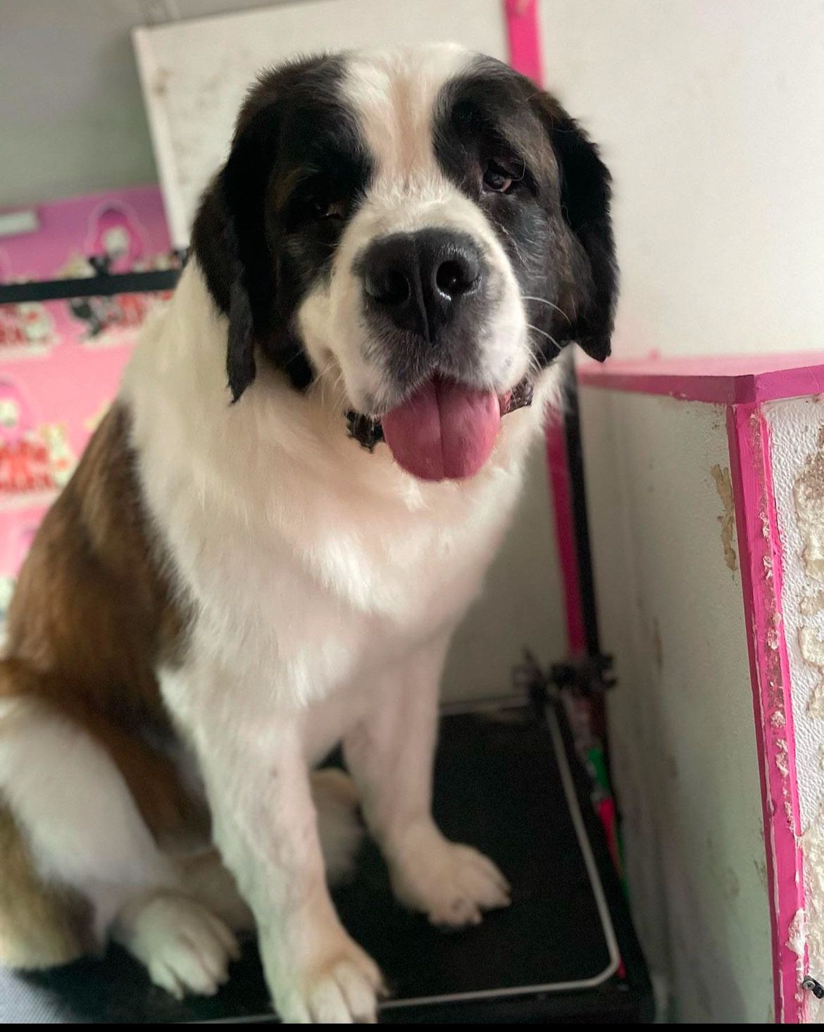 A brown and white dog is sitting on a table with its tongue hanging out.