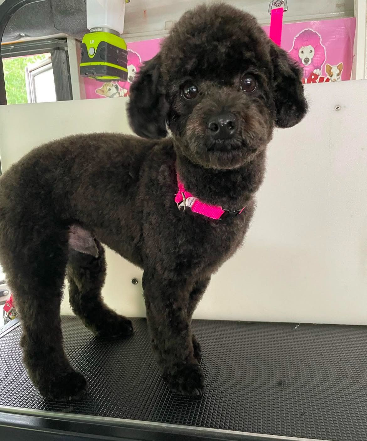 A black poodle puppy wearing a pink collar is standing on a grooming table.