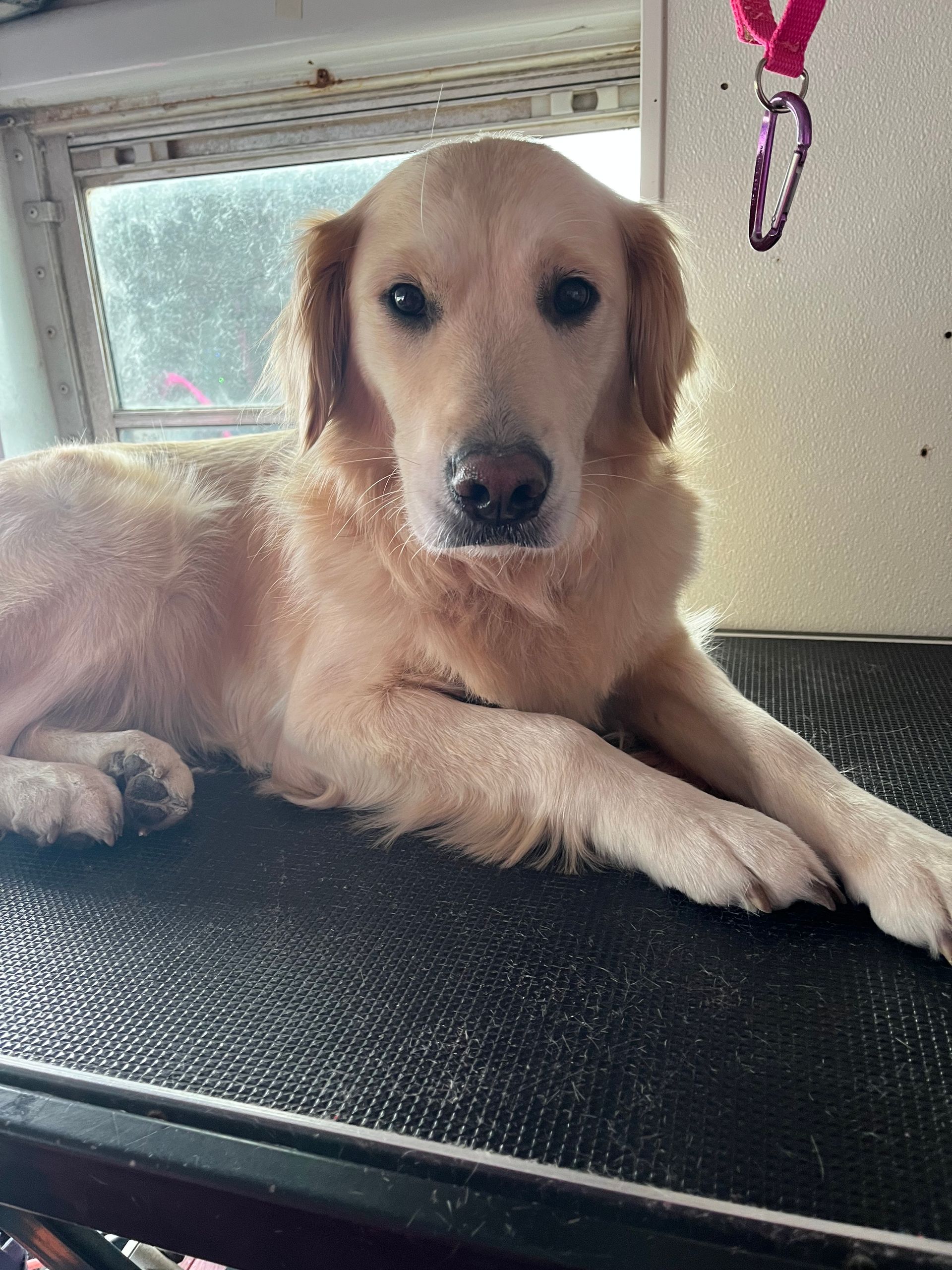 A dog is laying on a grooming table and looking at the camera.