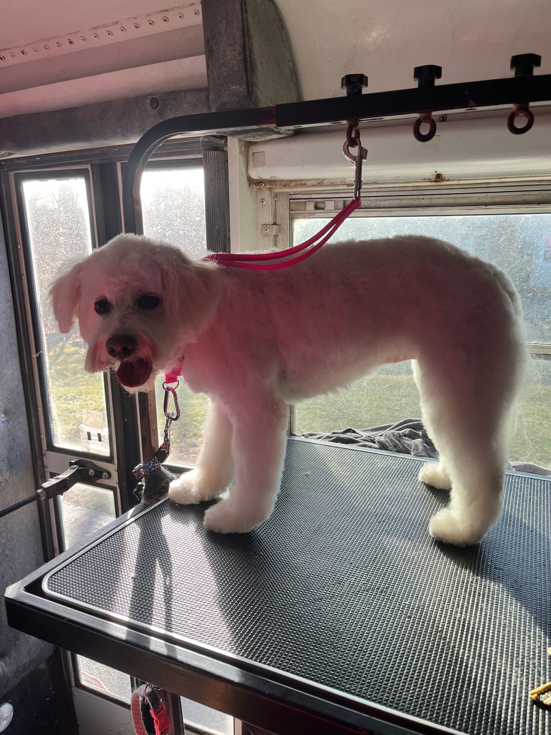 A small white dog is standing on top of a grooming table.