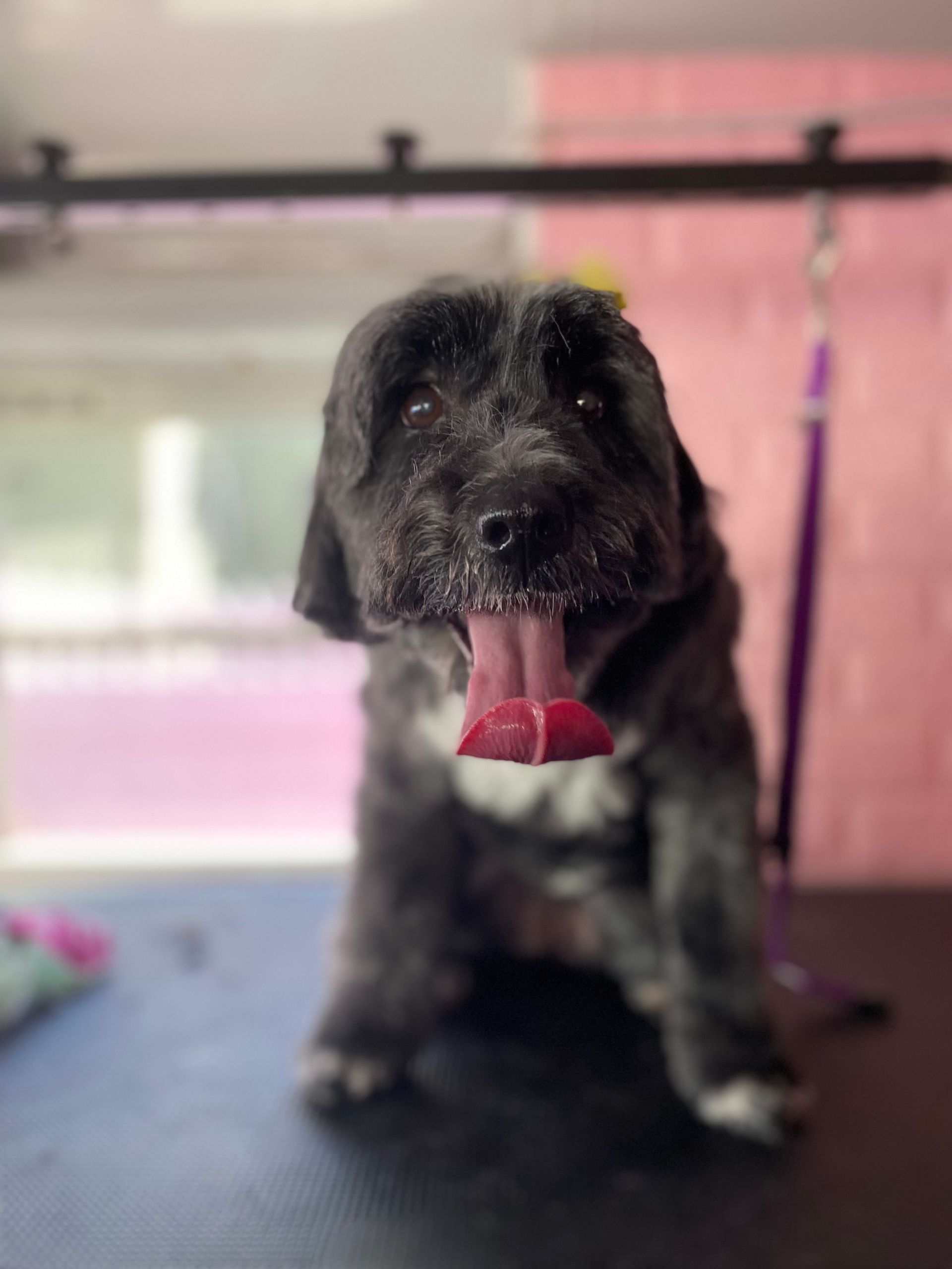 A black and white dog is sitting on a table with its tongue out.
