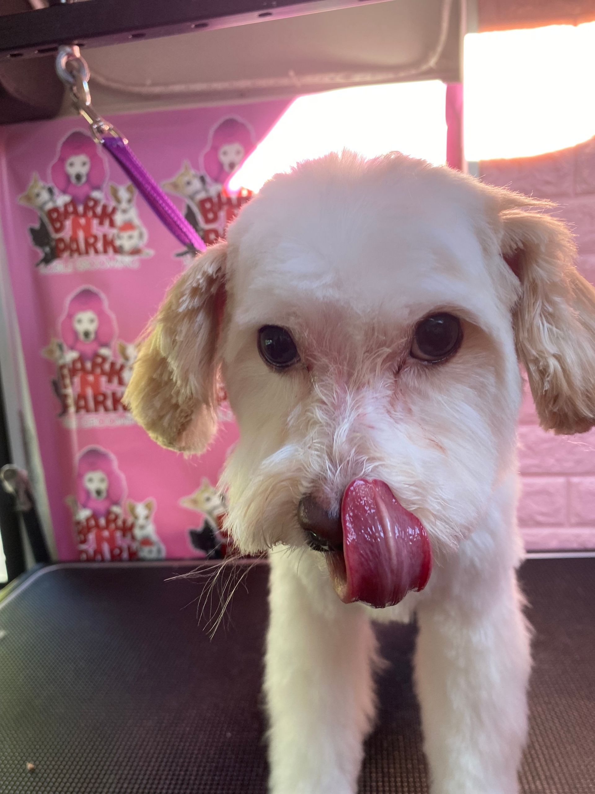 A small white dog with its tongue out is sitting on a grooming table.
