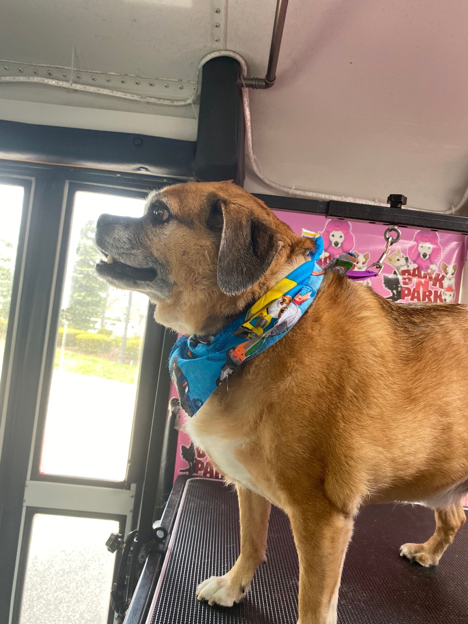 A brown dog wearing a blue bandana is standing on a bench.
