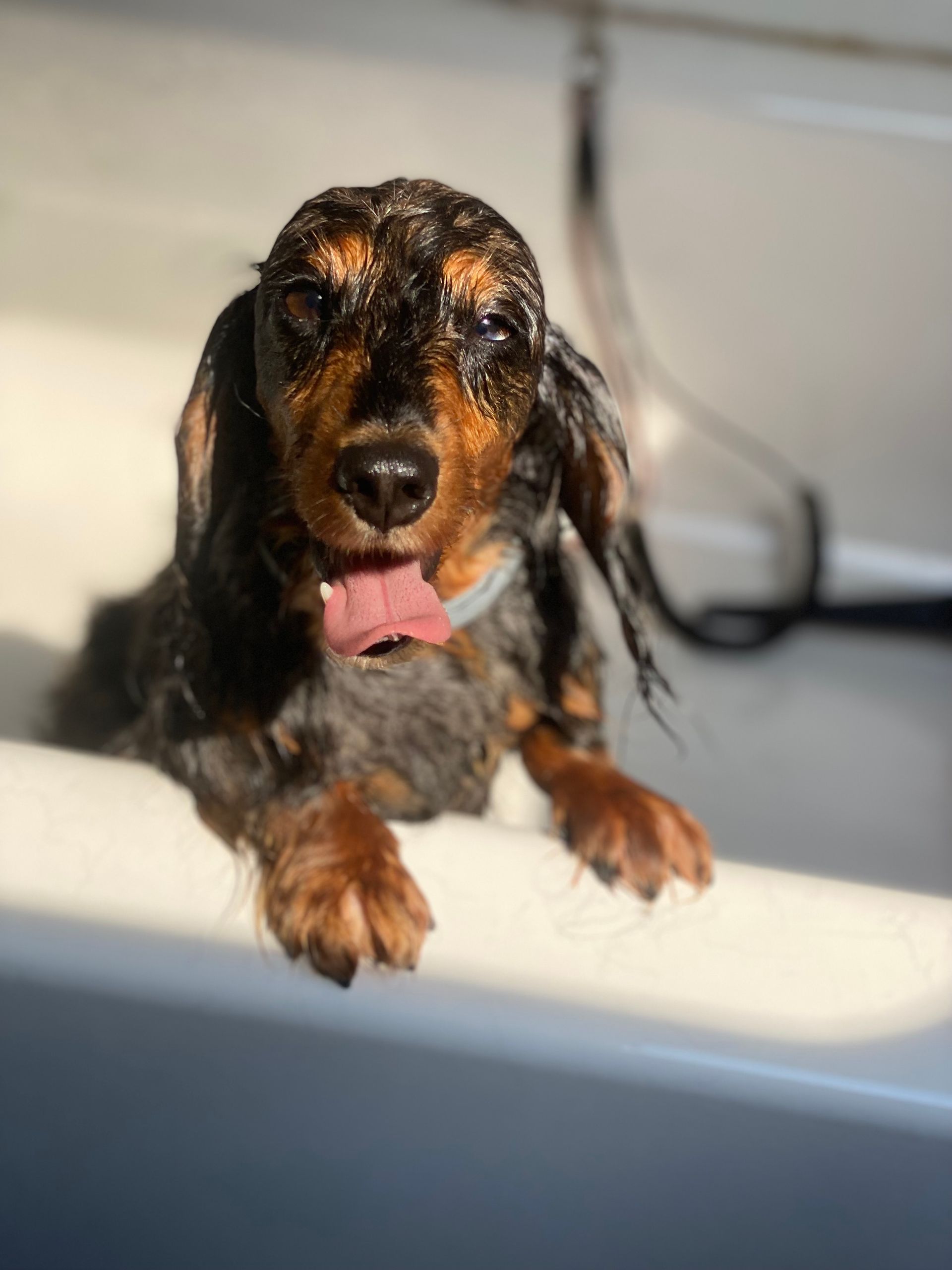 A wet dachshund laying in a bathtub with its tongue out