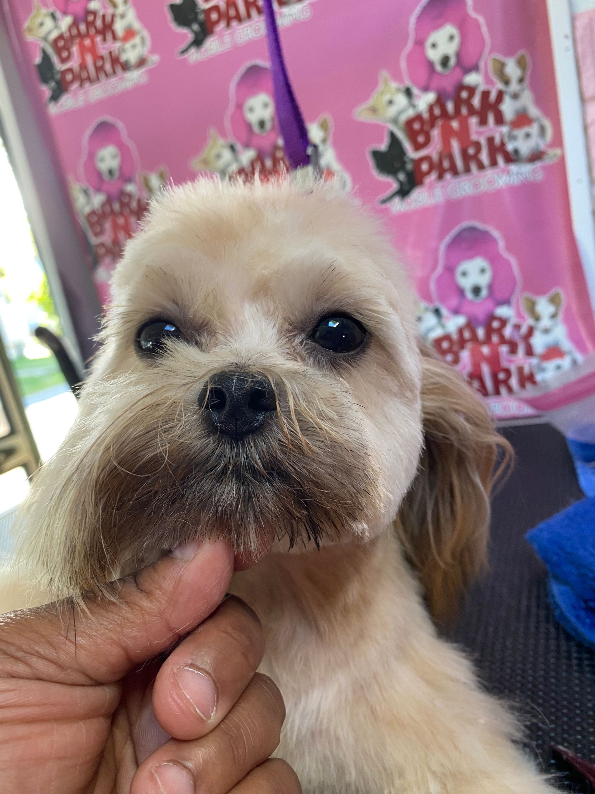 A person is holding a small dog with a dirty face.