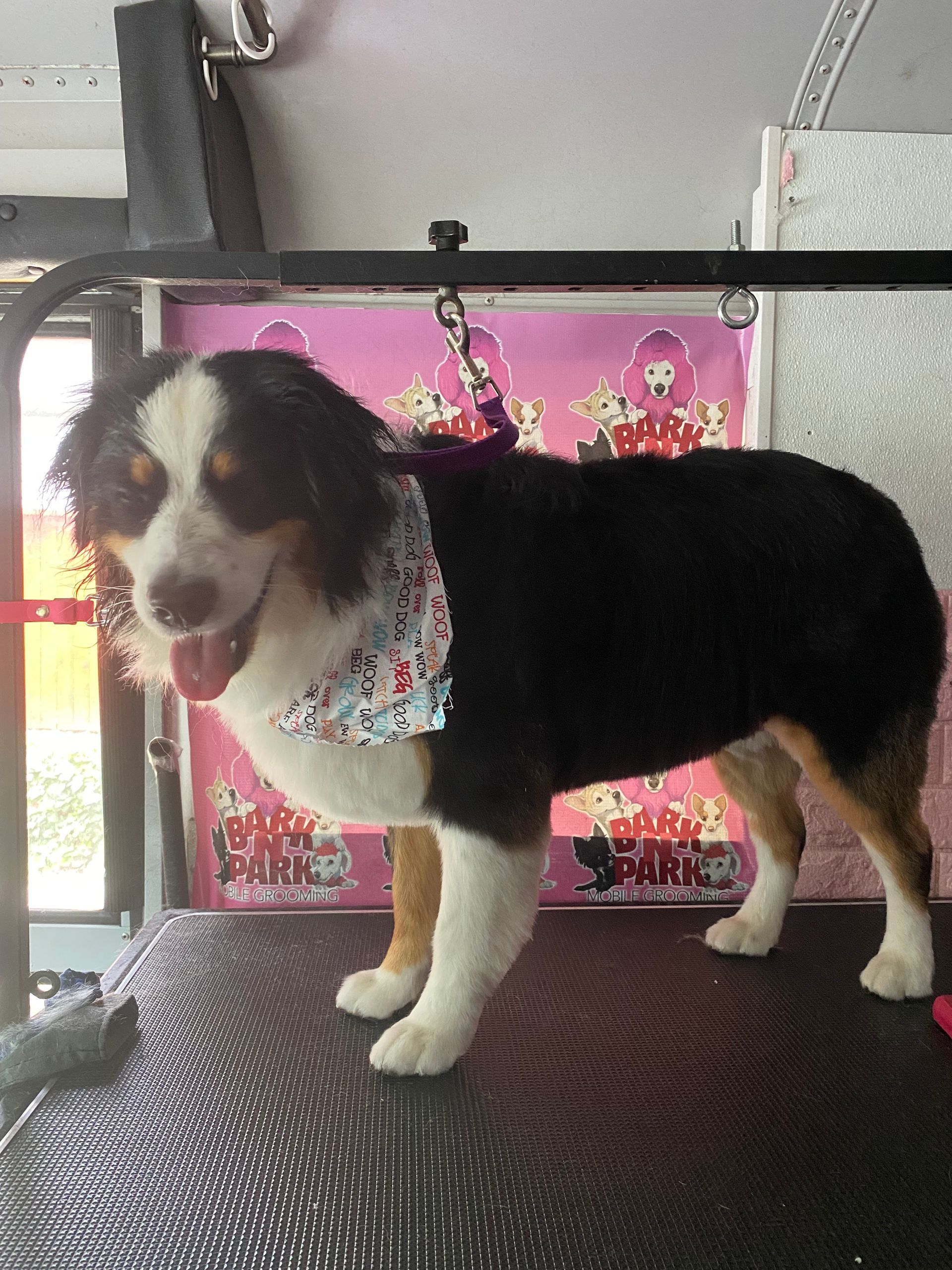 A dog wearing a bandana is standing on a table