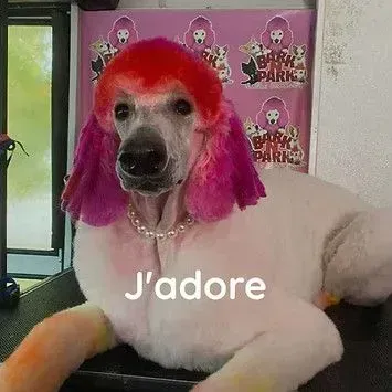 A white poodle with pink hair and a pearl necklace.