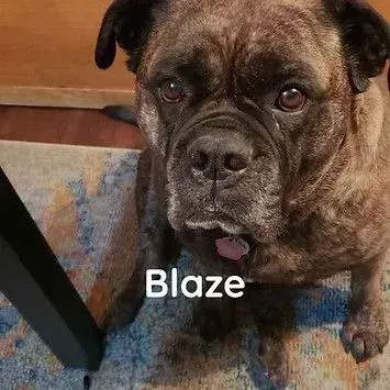 A brown dog is sitting on a rug next to a table.