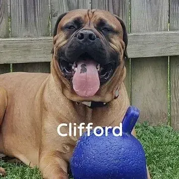 A brown dog is laying in the grass next to a blue ball.