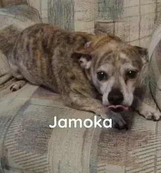A dog is laying on a couch with its tongue out.