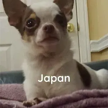 A small brown and white chihuahua dog is sitting on a bed.