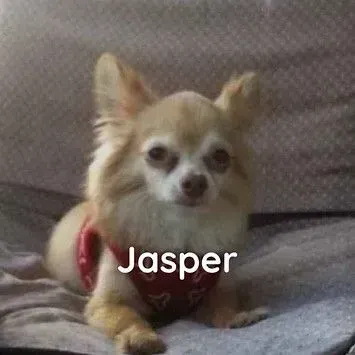 A small dog wearing a red bandana is laying on a bed.
