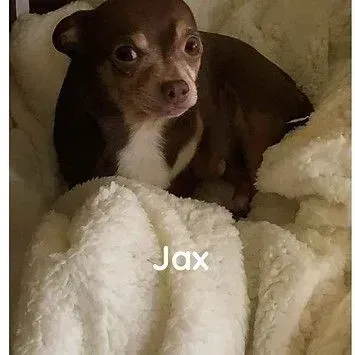A small brown dog is laying on top of a white blanket.