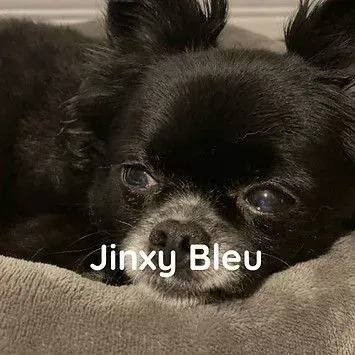 A small black dog is laying in a dog bed.