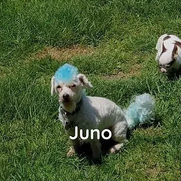 A white dog with a blue wig on its head is sitting in the grass.
