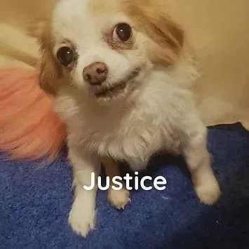 A small white and brown dog is sitting on a blue blanket.