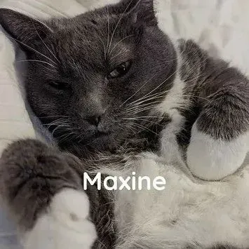 A gray and white cat is laying on a bed.