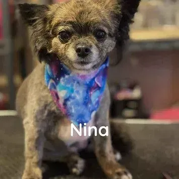 A small brown dog wearing a blue bandana is sitting on a table.