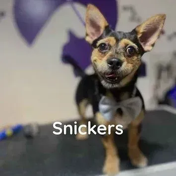 A small dog wearing a bow tie is standing on a table.