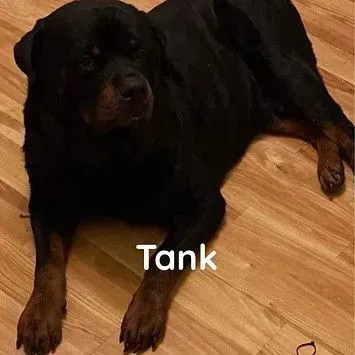 A black and brown dog is laying on a wooden floor.