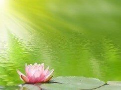 Lotus in Nature - Naturopathic Medicine
