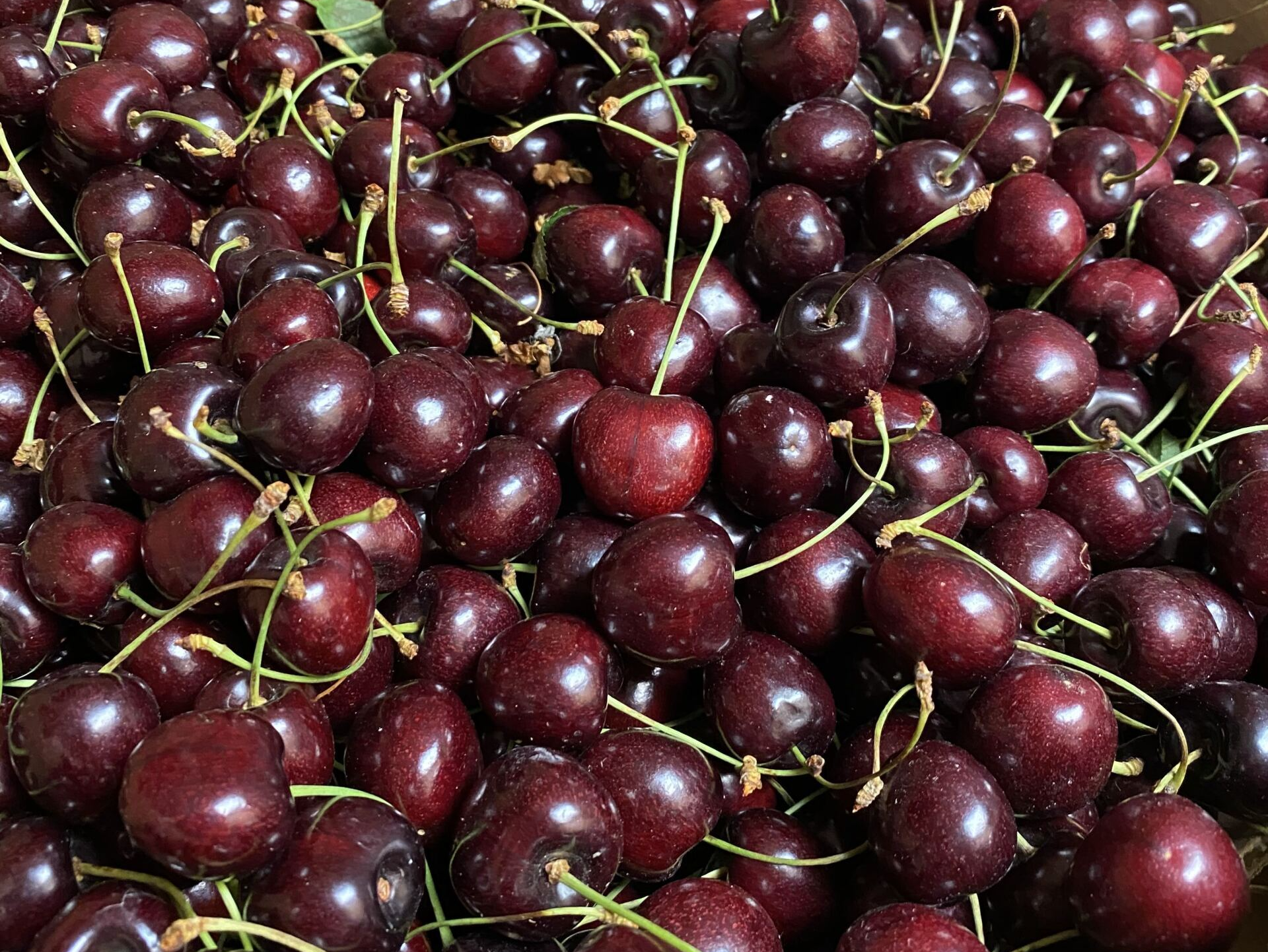 Flathead Cherry Picking