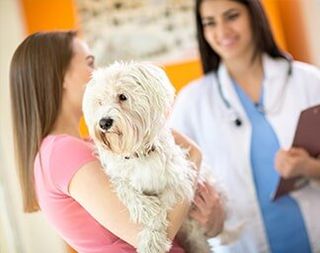 Maltese dog on exam in vet clinic - Veterinarian in North Huntingdon, PA