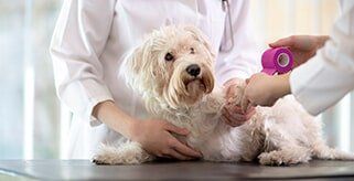 Maltese dog with broken paw in vet infirmary - Veterinary services in North Huntingdon, PA