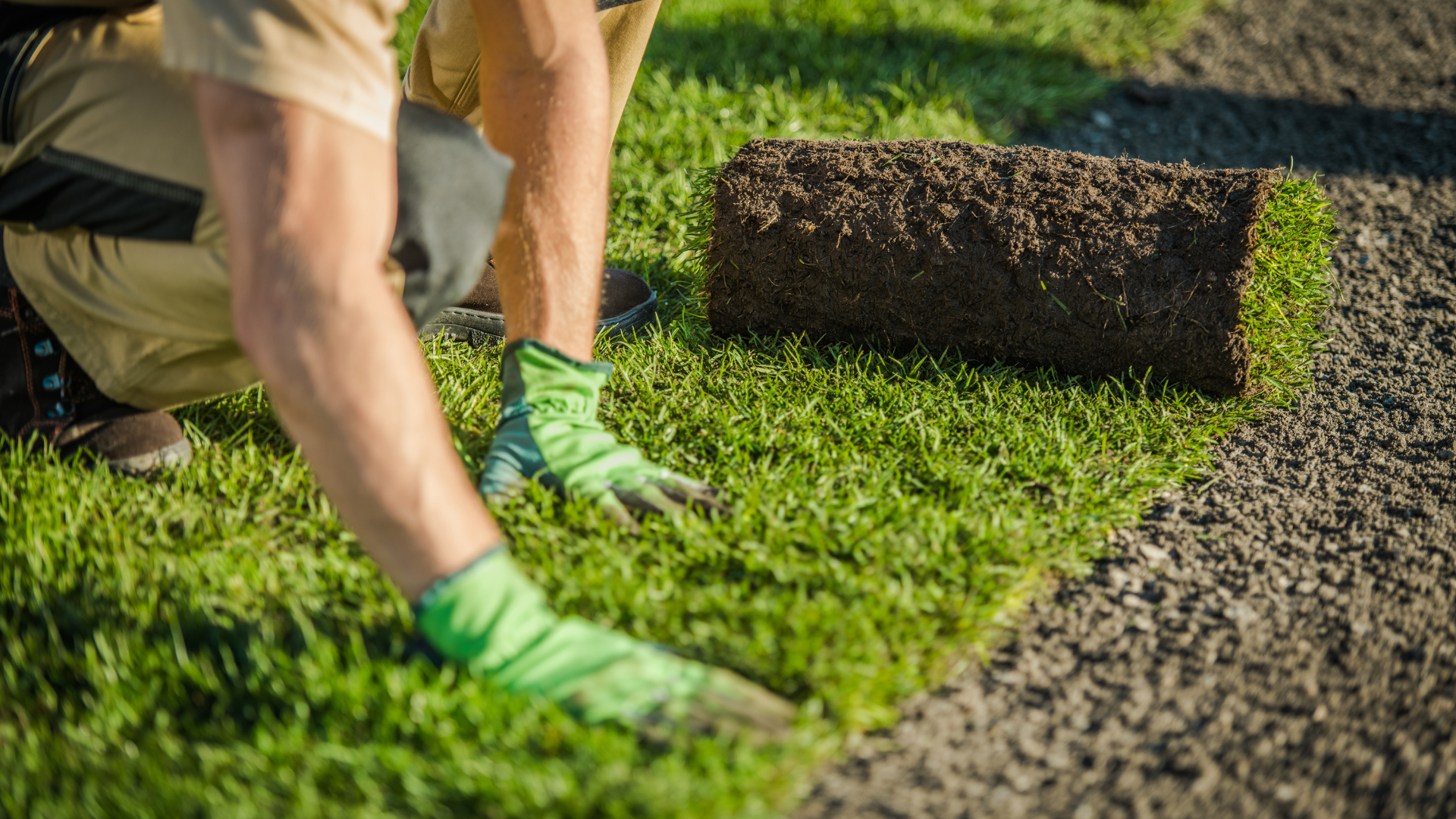 A man is rolling a roll of turf on a lawn.