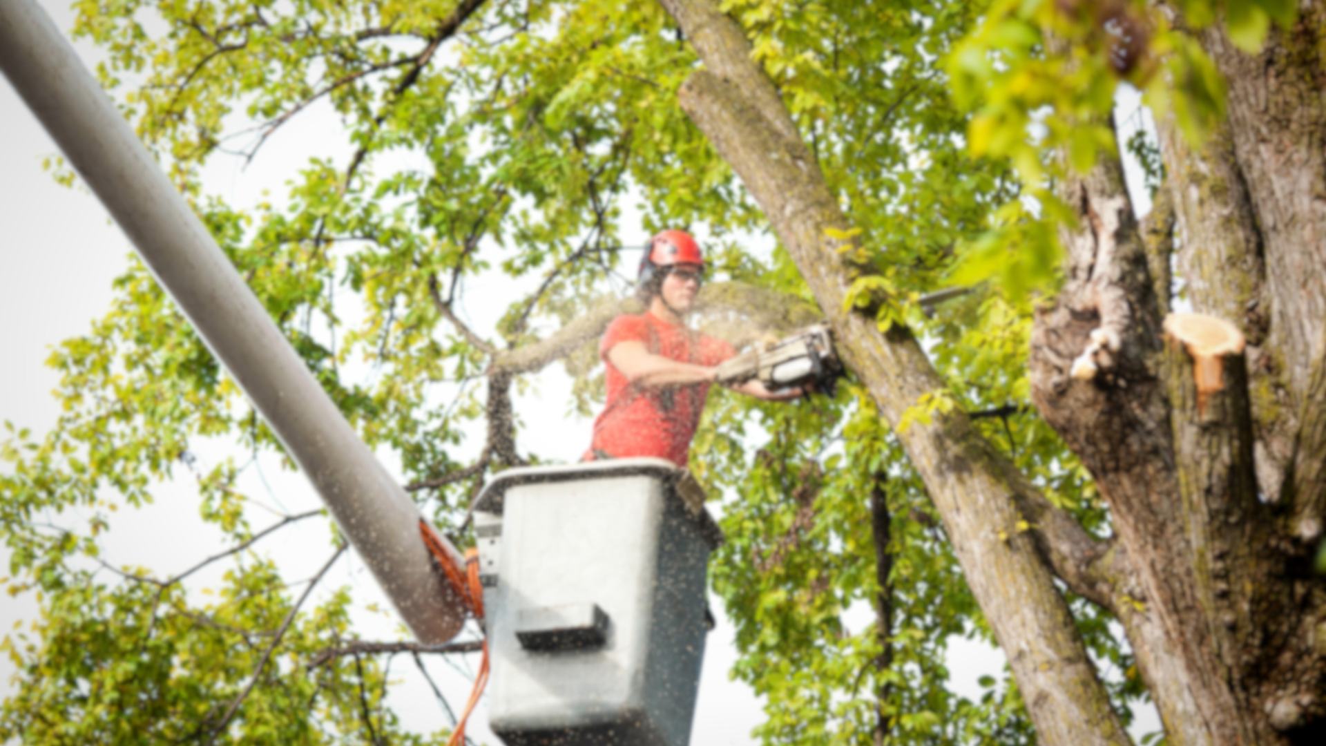 A man in a bucket is cutting a tree with a chainsaw.