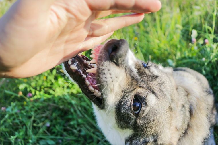 Dog reaching up with mouth open, biting at a hand in a grassy field.
