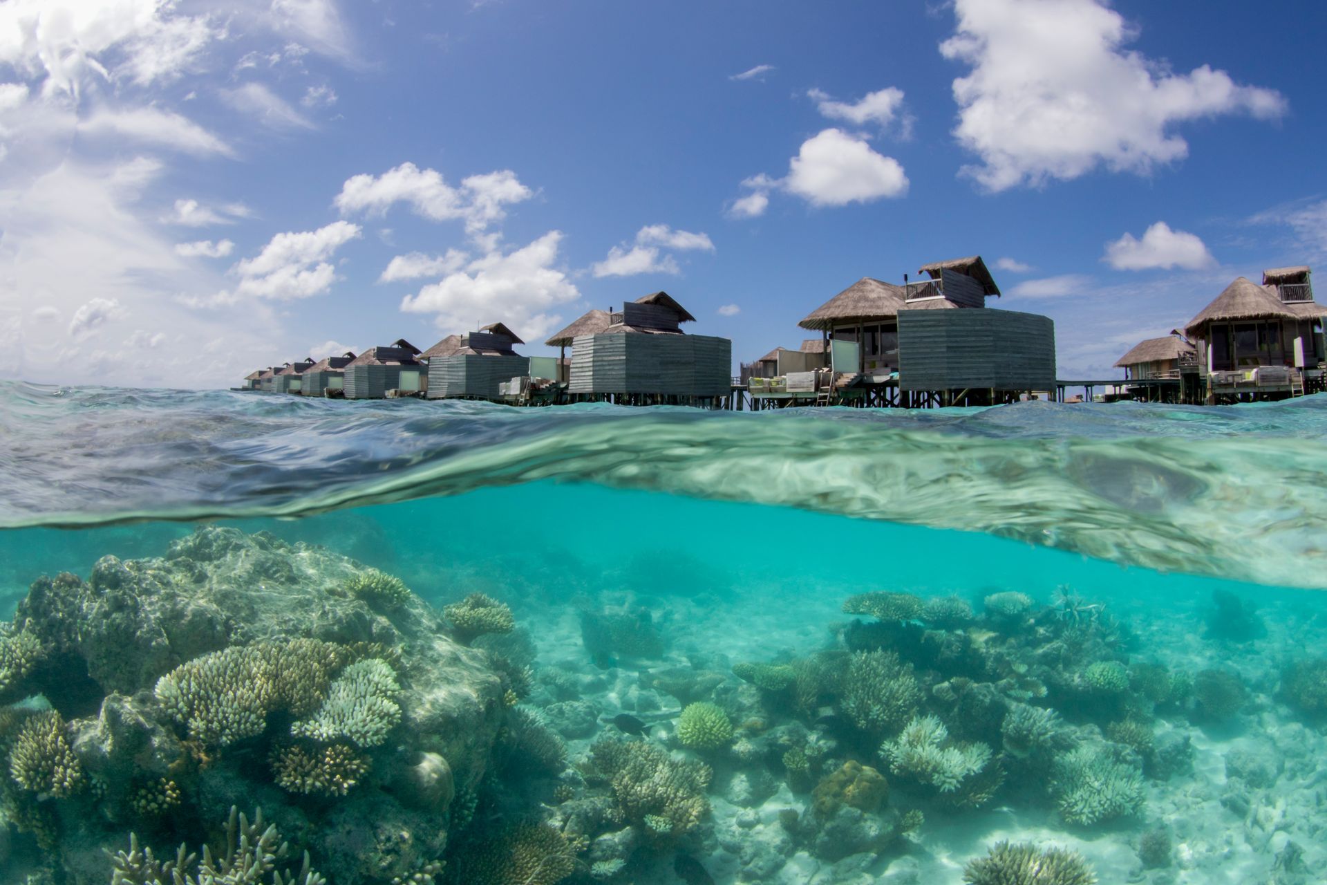 A picture of a coral reef and a row of over water villas.