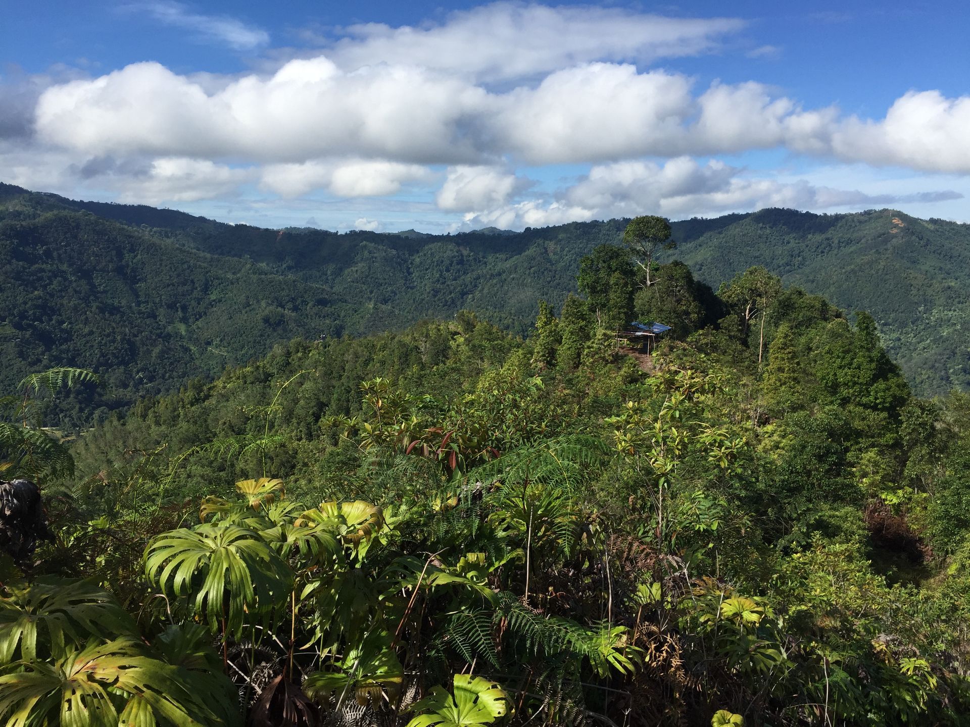 Borobudur's stone stupas with bell-shaped tops, silhouetted against a misty landscape.