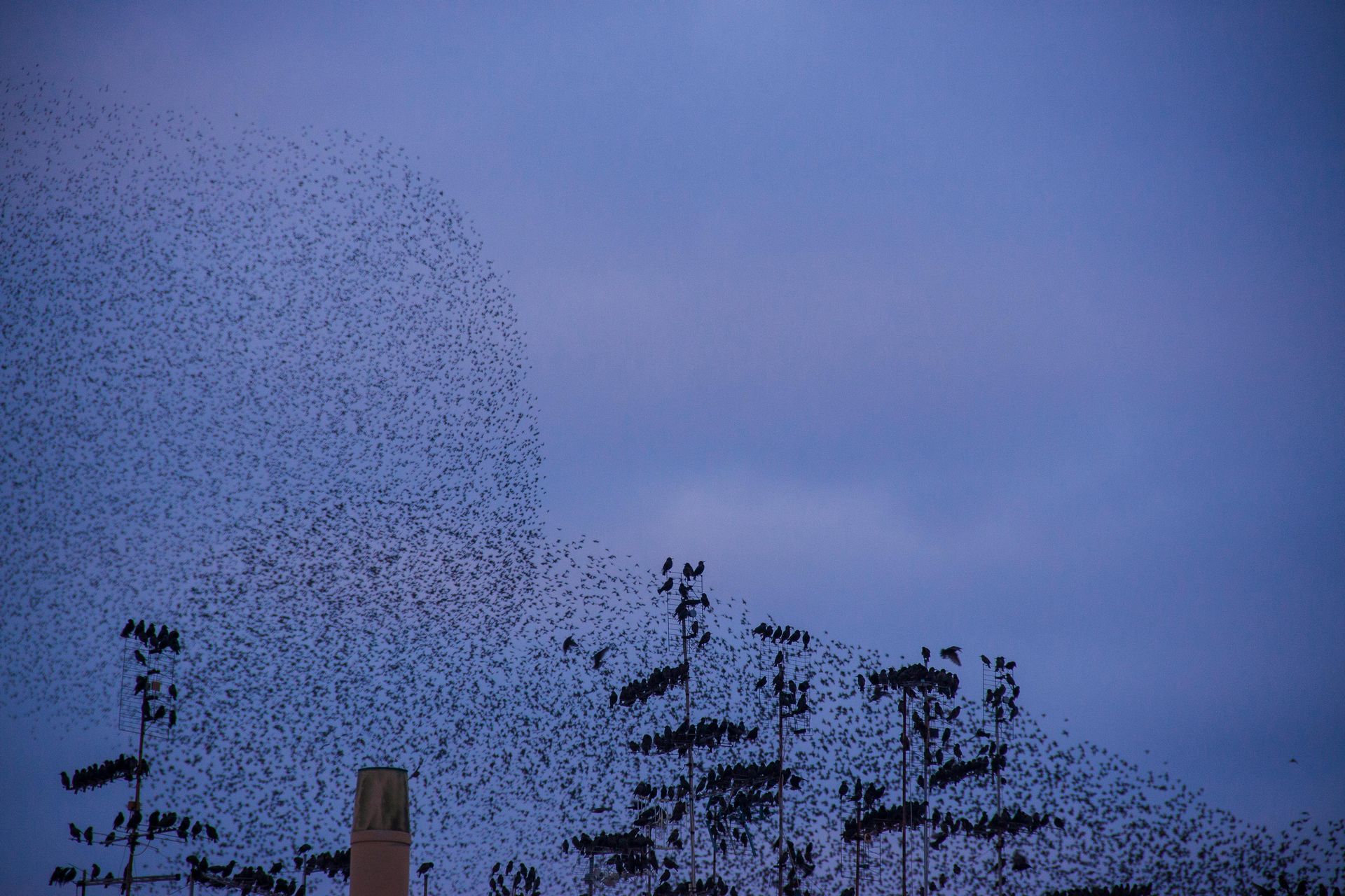 A large flock of birds are flying in the sky above a chimney.