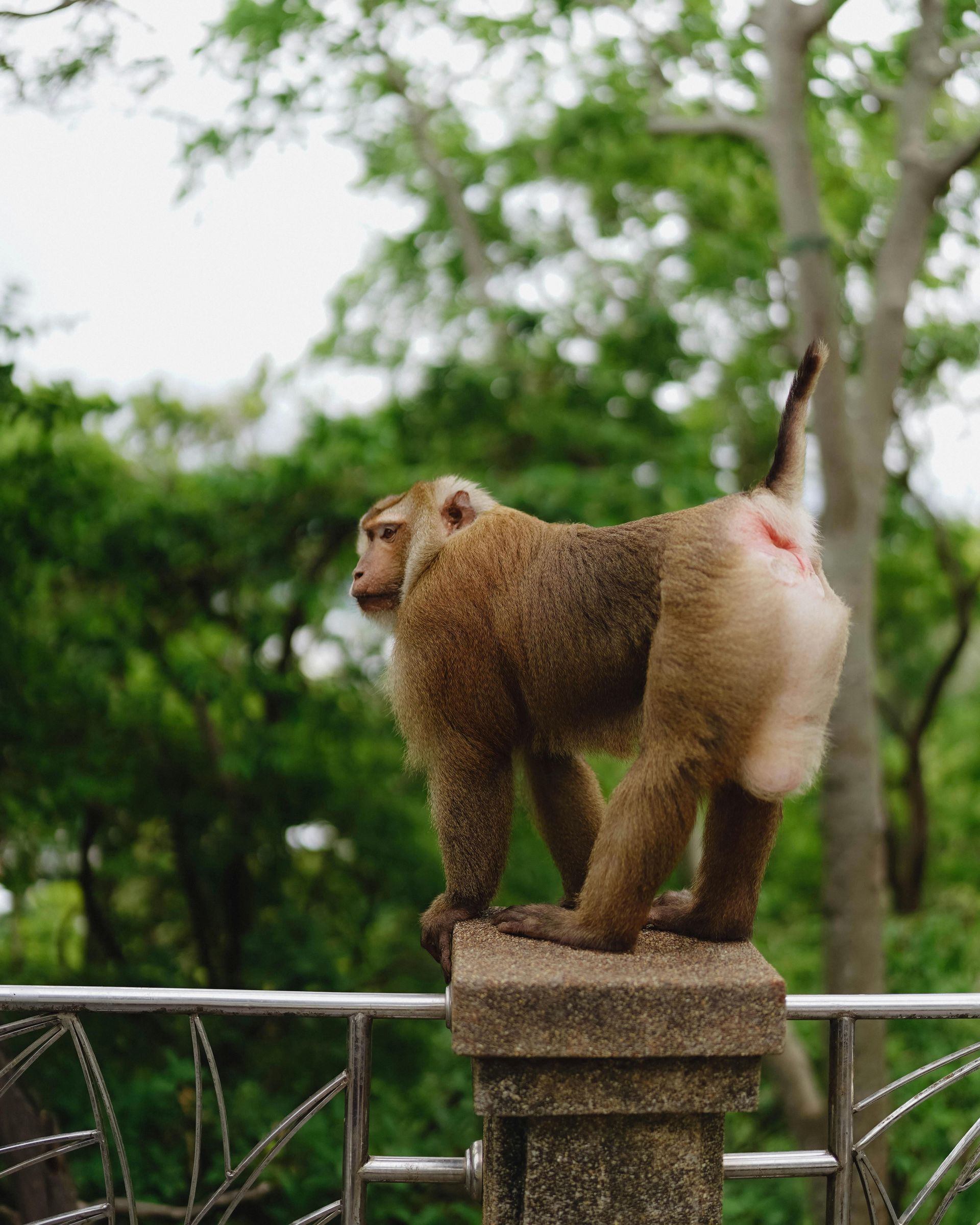 A monkey standing on top of a stone pillar