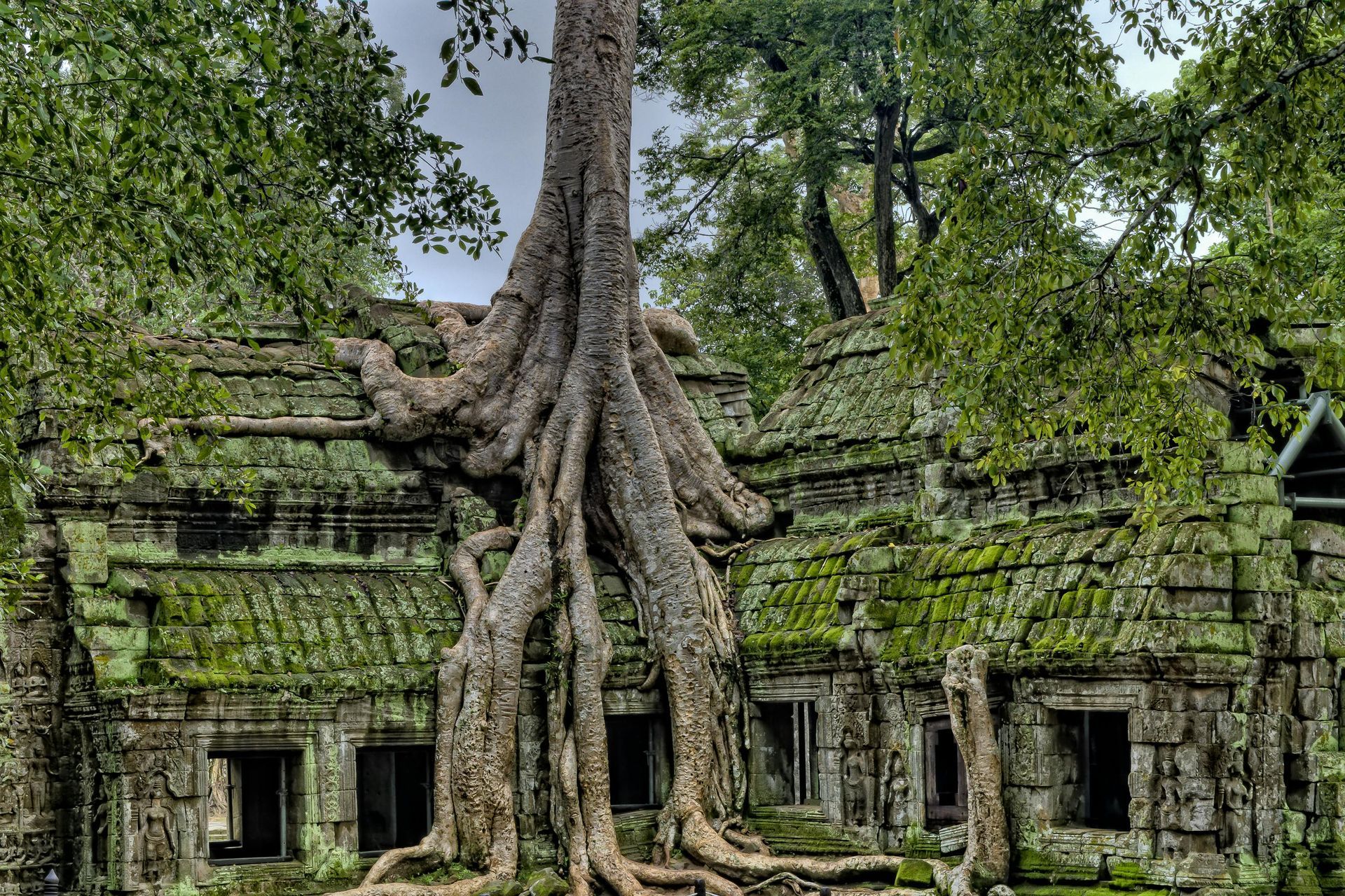 Ancient temple ruins with large tree roots growing over the stone structures.