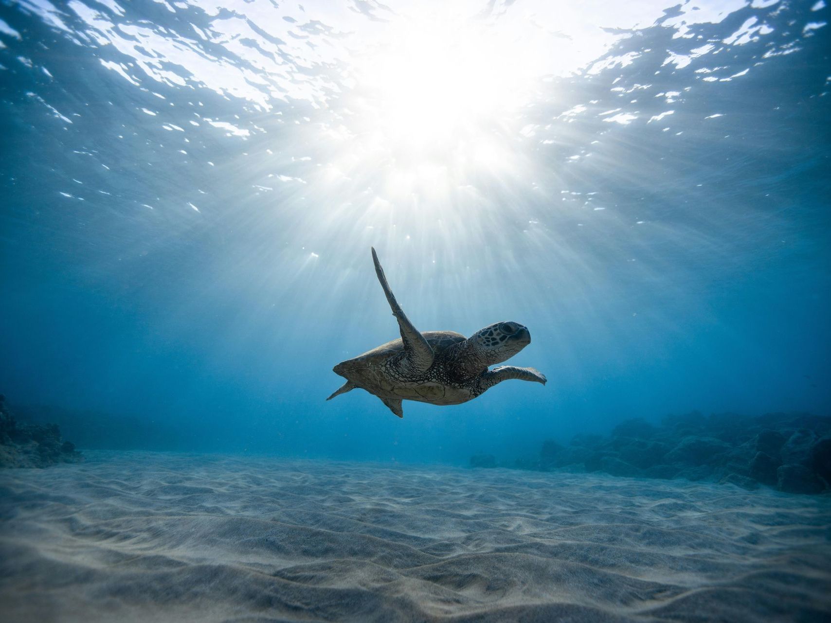 A sea turtle is swimming in the ocean with the sun shining through the water.