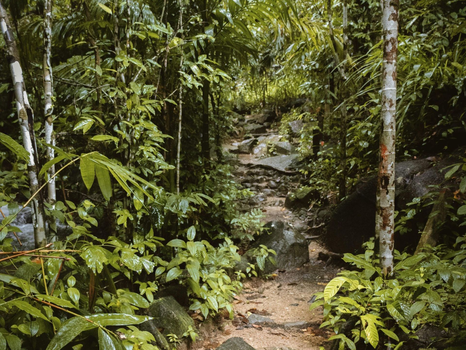 A path in the middle of a lush green forest.