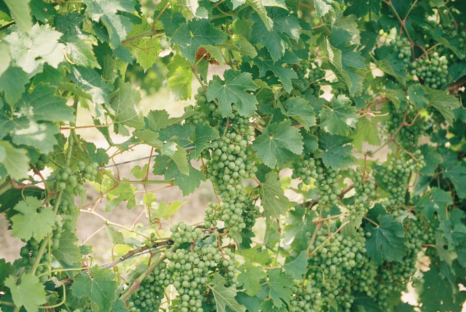 A bunch of green grapes hanging from a vine