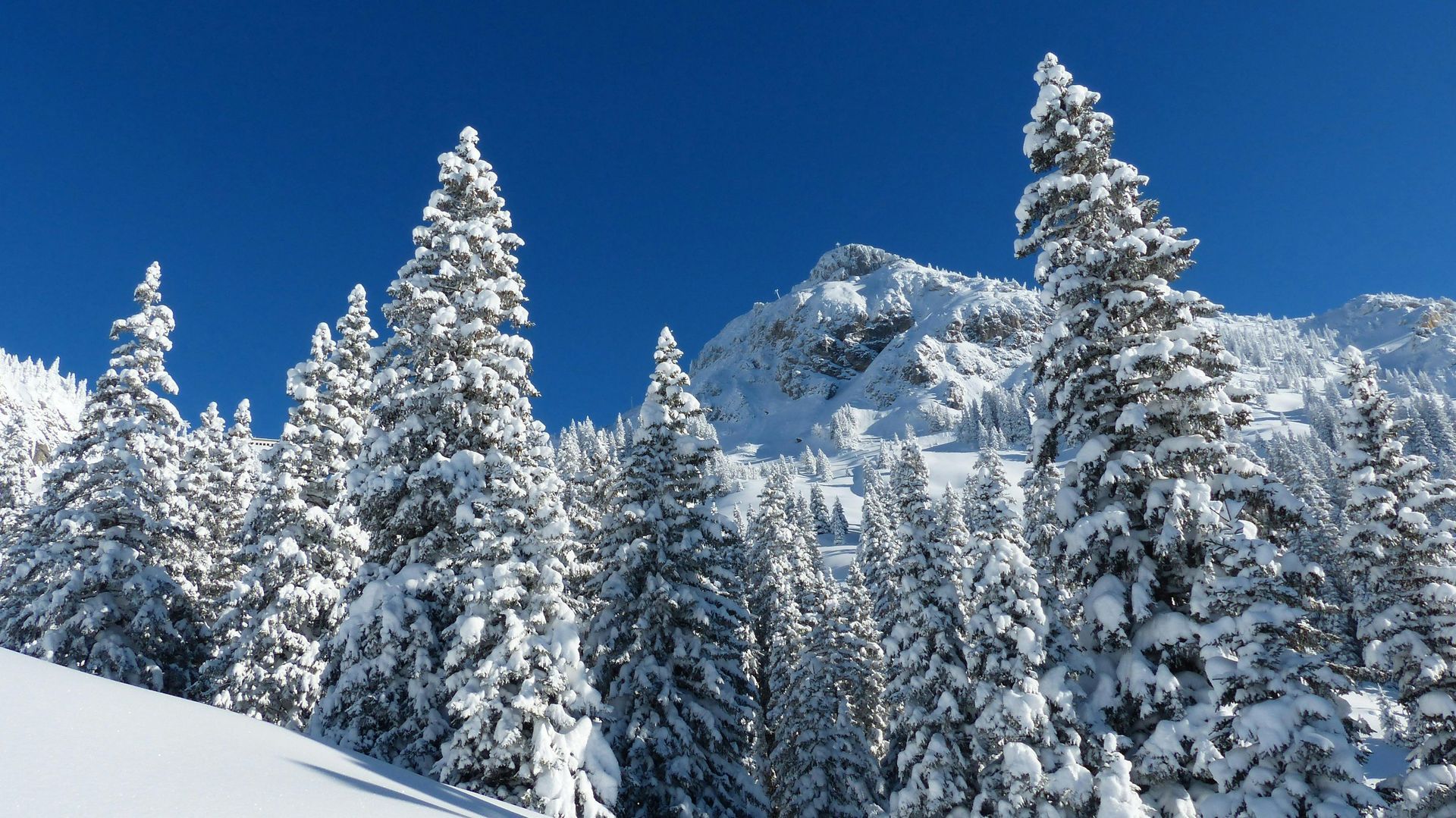 A snowy forest with a mountain in the background