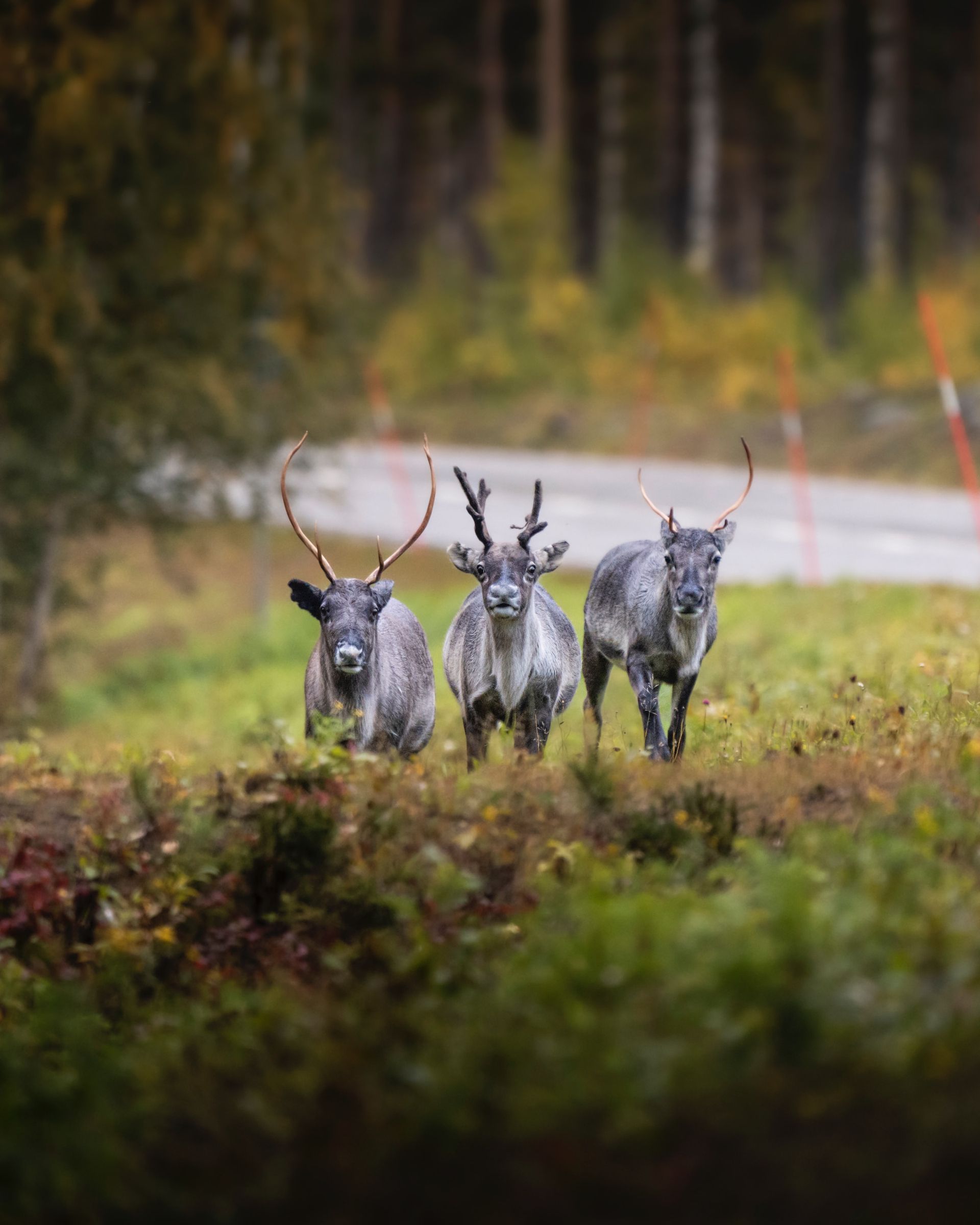 Three reindeer are running in a field next to a road.