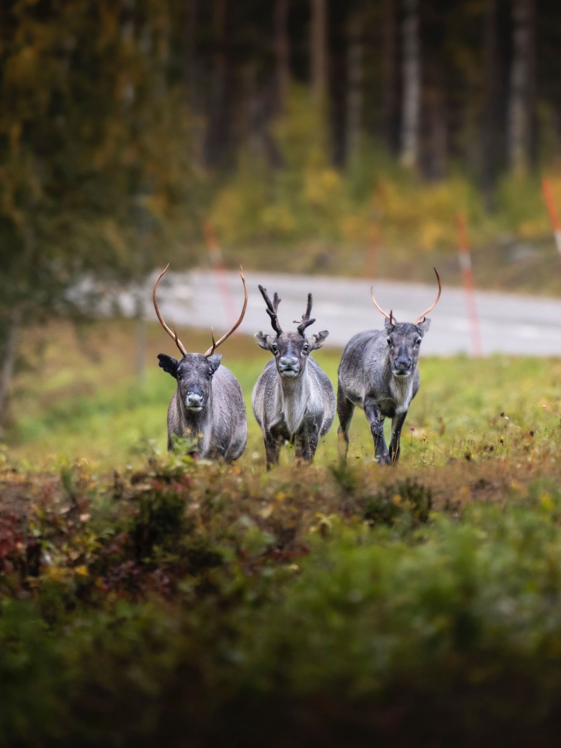 Three reindeer are standing next to each other in a field.